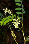 Canadian milkvetch